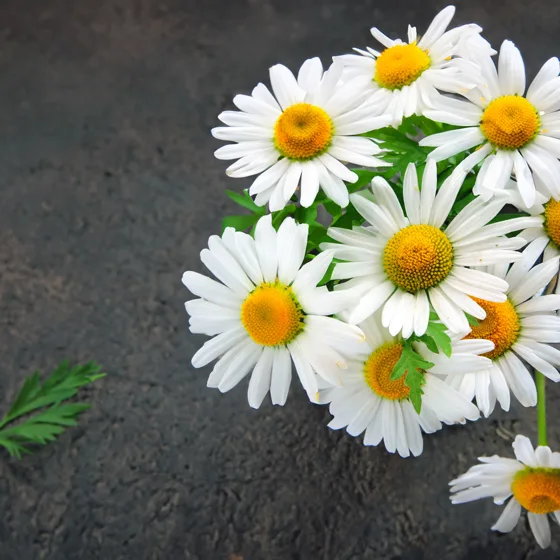 Chamomile flowers, the natural source of apigenin